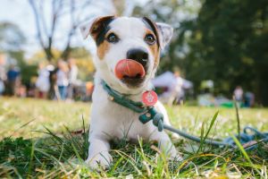 Jack Russell terrier