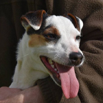 Parson Russell terrier