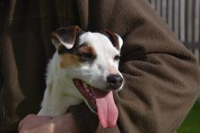 Parson Russell terrier