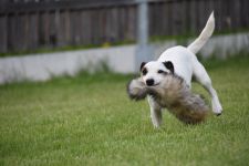 Parson Russell terrier