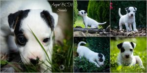 Parson Russell terrier