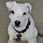 Parson Russell terrier