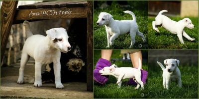 Parson Russell terrier