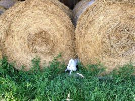 Parson Russell terrier