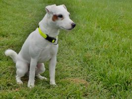 Parson Russell terrier