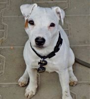 Parson Russell terrier