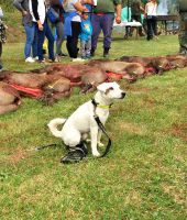 Parson Russell terrier