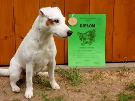 Parson Russell terrier