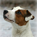 Parson Russell terrier