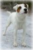 Parson Russell terrier