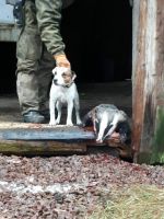 Parson Russell terrier