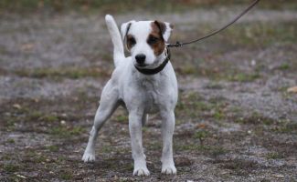 Parson Russell terrier