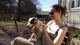 Parson Russell terrier