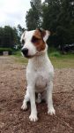 Parson Russell terrier