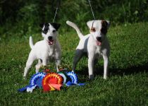 Parson Russell terrier