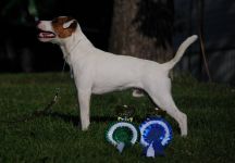Parson Russell terrier