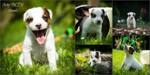 Parson Russell terrier