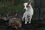 Parson Russell terrier