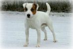 Parson Russell terrier