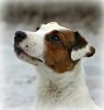 Parson Russell terrier