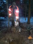 Parson Russell terrier
