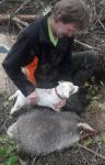 Parson Russell terrier