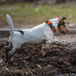 Parson Russell terrier