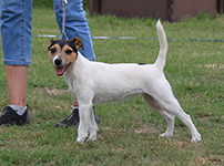 Parson Russell terrier