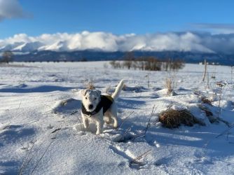 Jack Russell terrier