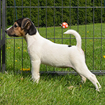 Parson Russell terrier