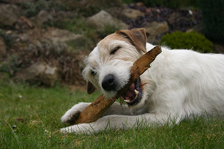 Historie plemene Parson russell terrier