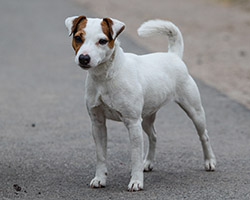 Parson Russell terrier