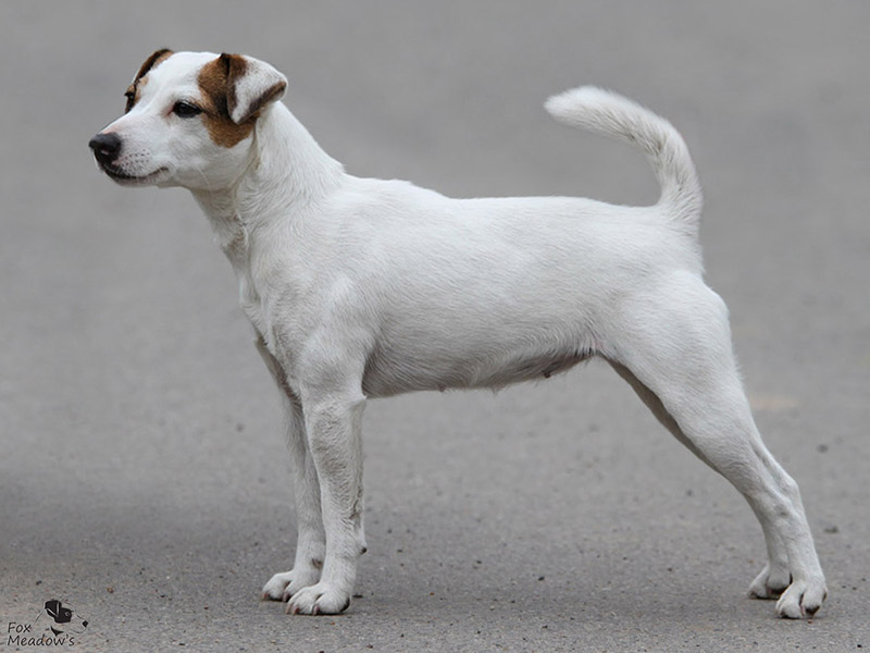 tata Parson Russell terrier