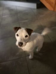 Jack Russell terrier