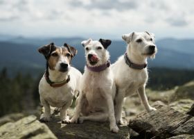 Jack Russell terrier