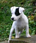 Jack Russell terrier