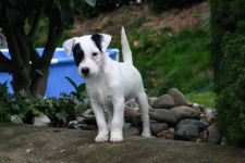 Jack Russell terrier