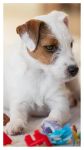 Jack Russell terrier