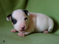 Parson Russell terrier