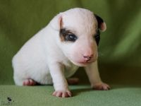 Parson Russell terrier