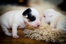 Parson Russell terrier