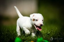 Parson Russell terrier