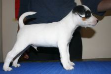 Parson Russell terrier