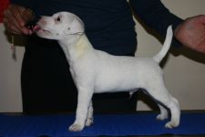 Parson Russell terrier