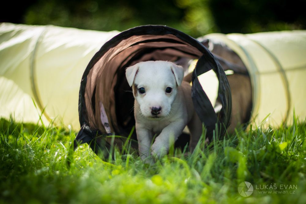 Historie plemene Parson russell terrier