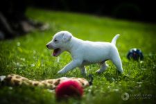 Parson Russell terrier