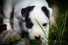 Parson Russell terrier