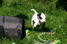 Parson Russell terrier