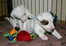 Parson Russell terrier