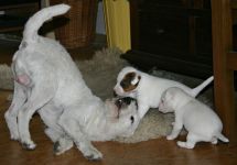 Parson Russell terrier